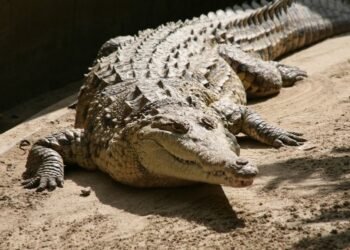 Rescatado en La Guaira un ejemplar de 'caimán de la costa', especie en peligro de extinción (+Video)