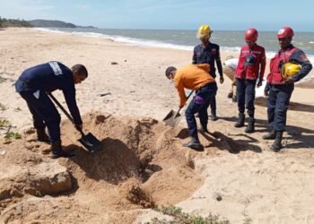 Localizaron otro delfín muerto en la playa de Campo Ajuro, en el municipio Bermúdez