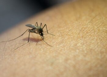 Venezuela confirma cinco casos del virus oropouche, transmitido por jejenes y mosquitos