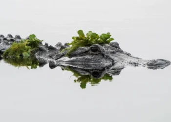 La mayoría de las mordeduras de caimán se deben a conductas humanas riesgosas, revela un estudio