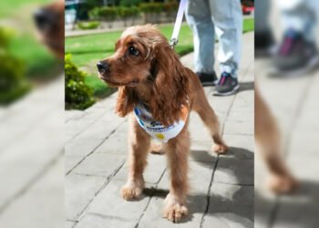 Más de mil animales de compañía participaron en la primera edición del PET Festival en Barcelona