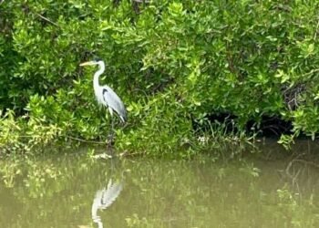 1.320 aves y 32 especies fueron contabilizadas en la Laguna de Unare, Caicara y Lecheria durante el Global Big Day