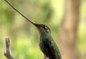 Los colibríes de pico largo son los más afectados por la deforestación, según estudio