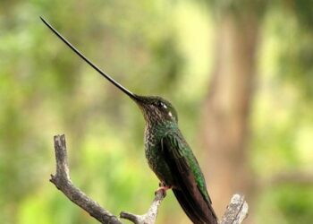 Los colibríes de pico largo son los más afectados por la deforestación, según estudio