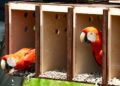 Guárico celebra el Día del Medio Ambiente con liberación de guacamayas bandera