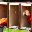 Guárico celebra el Día del Medio Ambiente con liberación de guacamayas bandera