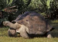 "Goliat", la tortuga gigante de Galápagos en el zoológico de Miami, se convierte en padre a los 134 años
