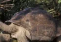 "Goliat", la tortuga gigante de Galápagos en el zoológico de Miami, se convierte en padre a los 134 años