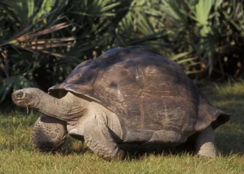 "Goliat", la tortuga gigante de Galápagos en el zoológico de Miami, se convierte en padre a los 134 años