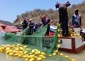 Flexibilización de la talla de la sardina reactiva la zafra en puertos de captura del estado Sucre