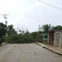 Ráfaga de viento causó afectaciones en viviendas y caída de árboles en Santa Ana