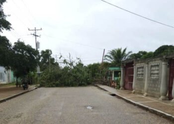 Ráfaga de viento causó afectaciones en viviendas y caída de árboles en Santa Ana