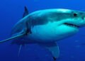 Un adolescente fue hospitalizado tras ser atacado por un tiburón en el sur de Australia