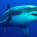 Un adolescente fue hospitalizado tras ser atacado por un tiburón en el sur de Australia