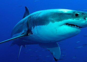 Un adolescente fue hospitalizado tras ser atacado por un tiburón en el sur de Australia