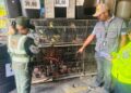 Gobierno de Venezuela rescata a más de 1.000 animales silvestres que estaban en cautiverio