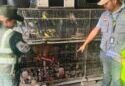 Gobierno de Venezuela rescata a más de 1.000 animales silvestres que estaban en cautiverio