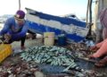 Ministro Loyo anunció posible flexibilización en torno a la captura de sardinas