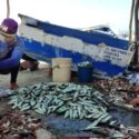 Ministro Loyo anunció posible flexibilización en torno a la captura de sardinas
