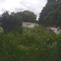 Cementerio de Santa Ana colapsó y luce lleno de maleza