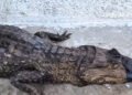 Ambientalistas rescataron a un cocodrilo con manchas de petróleo cerca del Lago de Maracaibo
