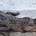 Ambientalistas rescataron a un cocodrilo con manchas de petróleo cerca del Lago de Maracaibo