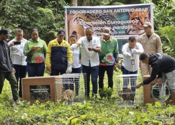 Pareja de cunaguaros fue liberada en una reserva ecológica del estado Portuguesa