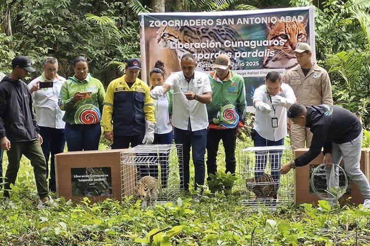 Pareja de cunaguaros fue liberada en una reserva ecológica del estado Portuguesa