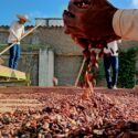 Expertos dictarán taller de agricultura regenerativa del cacao en el municipio Arismendi