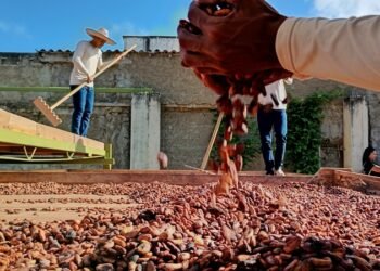 Expertos dictarán taller de agricultura regenerativa del cacao en el municipio Arismendi