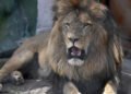 Una mujer resultó con heridas graves tras ser atacada por un león en un zoológico de Australia