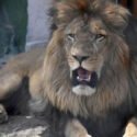 Una mujer resultó con heridas graves tras ser atacada por un león en un zoológico de Australia
