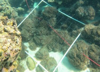 Califican de emergencia ambiental la expansión del coral Unomia Stolonífera