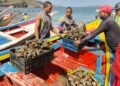 Aspiran cultivar 12 toneladas de mejillón en la zafra de la especie en aguas de Arismendi (+Fotos)