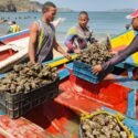 Aspiran cultivar 12 toneladas de mejillón en la zafra de la especie en aguas de Arismendi (+Fotos)