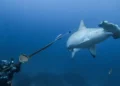 Rastreo a una tiburón martillo en Galápagos desvela posible migración a Panamá para parir