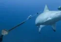 Rastreo a una tiburón martillo en Galápagos desvela posible migración a Panamá para parir