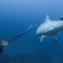 Rastreo a una tiburón martillo en Galápagos desvela posible migración a Panamá para parir