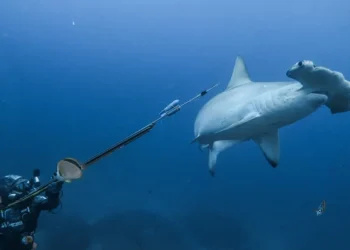 Rastreo a una tiburón martillo en Galápagos desvela posible migración a Panamá para parir