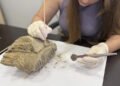 Hallaron un diente de mamut en el centro de una de las ciudades más grandes de Rusia