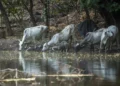 México y EE.UU. acuerdan un plan binacional contra la plaga del gusano barrenador