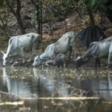 México y EE.UU. acuerdan un plan binacional contra la plaga del gusano barrenador