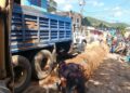 Reparación de colector de Chorochoro beneficiará a unos 3 mil habitantes de Macarapana