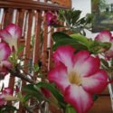 Con orquídeas y piezas litúrgicas rinden homenaje a Santa Rosa de Lima en el Museo Histórico de Carúpano