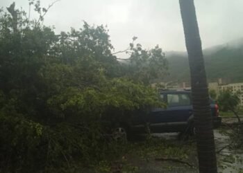 Aguacero, acompañado de fuertes vientos, generó la caída de un árbol en Barcelona (+Video)