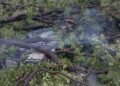Caída de árboles, calles anegadas y apagones dejó fuerte lluvia en la zona metropolitana