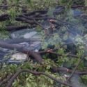 Caída de árboles, calles anegadas y apagones dejó fuerte lluvia en la zona metropolitana