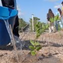 Plantaron 210 árboles en El Chaure
