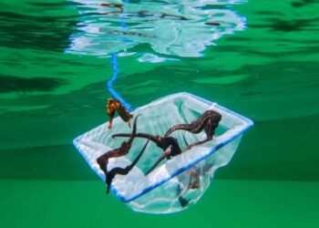 Liberaron 470 caballitos de mar en el Parque Nacional Mochima