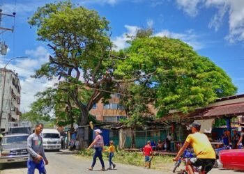 Realizaron pica y poda para mejorar sistema eléctrico en el mercado municipal de Carúpano
